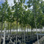 Klon jawor – Acer pseudoplatanus