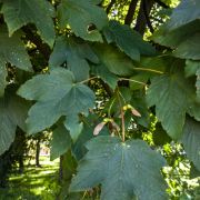 Klon jawor – Acer pseudoplatanus