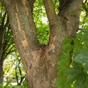 Klon jawor – Acer pseudoplatanus