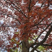 Klon pospolity *Czerwony* – Acer platanoides