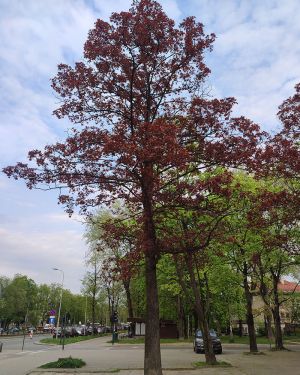 Klon pospolity *Czerwony* – Acer platanoides