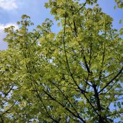 Klon pospolity 'Drummondii’ – Acer platanoides