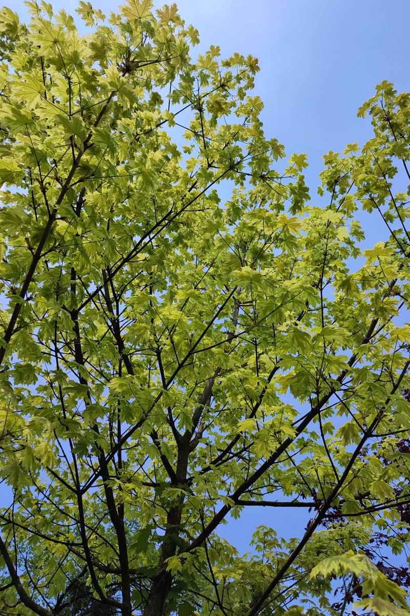 Klon pospolity 'Drummondii’ – Acer platanoides