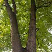 Klon srebrzysty – Acer saccharinum