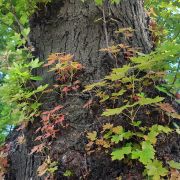 Klon srebrzysty – Acer saccharinum