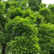 Klon tatarski p. ginnala – Acer tataricum subsp. ginnala