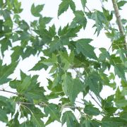 Klon tatarski p. ginnala – Acer tataricum subsp. ginnala