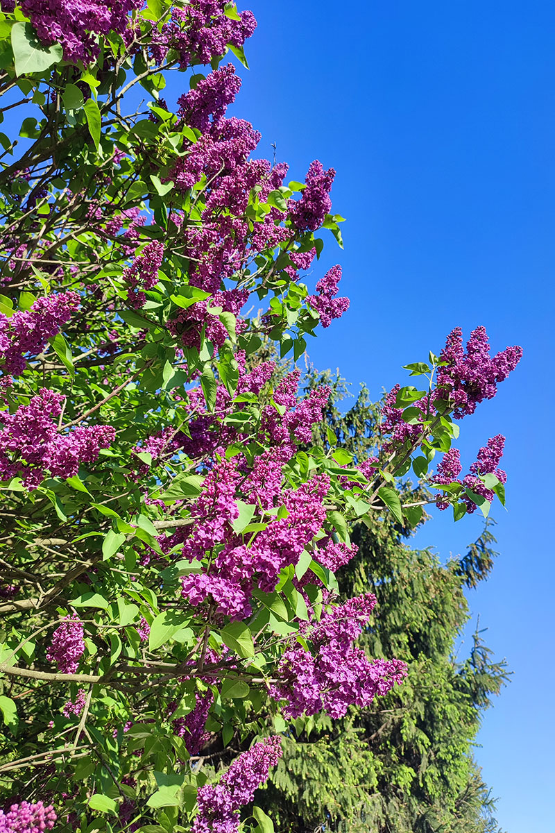 Lilak pospolity *Różowo Fioletowe kwiaty* – Syringa vulgaris