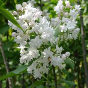 Lilak pospolity *Białe kwiaty* – Syringa vulgaris
