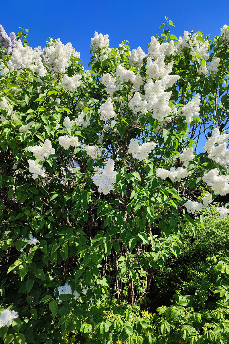 Lilak pospolity *Białe kwiaty* – Syringa vulgaris