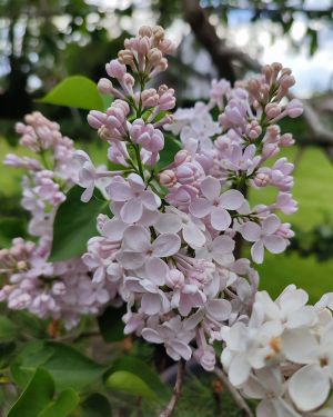 Lilak pospolity *Biało Różowe kwiaty* – Syringa vulgaris