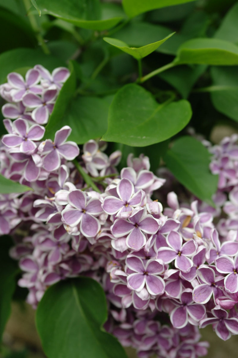 Lilak pospolity *Fioletowe obrzeżone kwiaty* – Syringa vulgaris