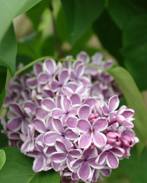 Lilak pospolity *Fioletowe obrzeżone kwiaty* – Syringa vulgaris