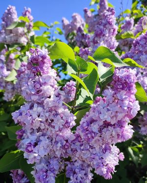 Lilak pospolity *Fioletowe kwiaty* – Syringa vulgaris