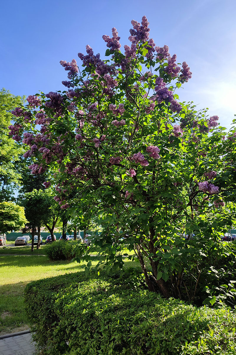 Lilak pospolity *Fioletowe kwiaty* – Syringa vulgaris