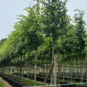 Lipa holenderska 'Pallida’ – Tilia europaea