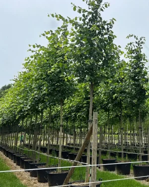 Lipa holenderska 'Pallida’ – Tilia europaea
