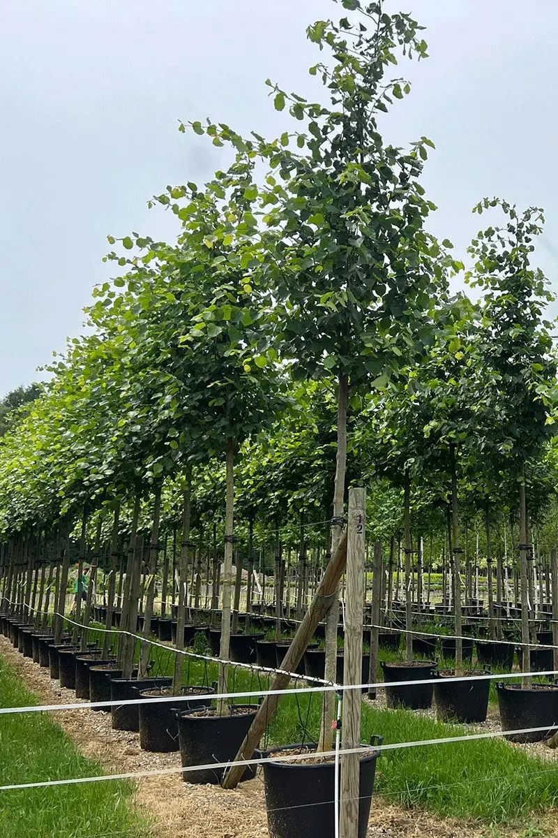 Lipa holenderska 'Pallida’ – Tilia europaea
