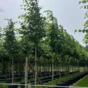 Lipa holenderska 'Pallida’ – Tilia europaea