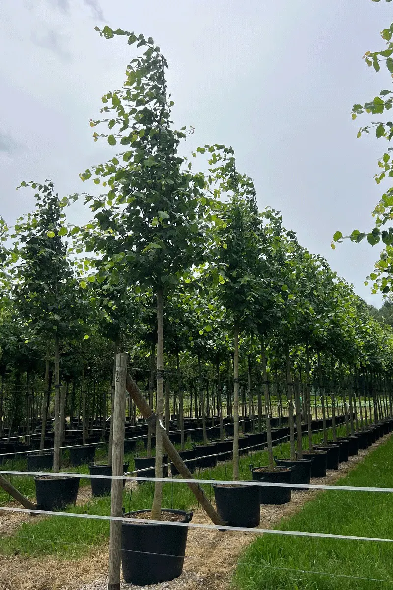 Lipa holenderska 'Pallida’ – Tilia europaea