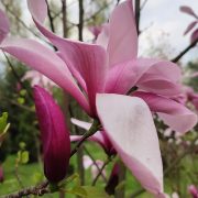Magnolia 'Galaxy’ – Magnolia