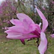 Magnolia 'Betty’ – Magnolia