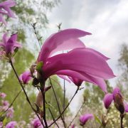 Magnolia 'Betty’ – Magnolia