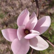 Magnolia 'Galaxy’ – Magnolia