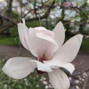 Magnolia Soulange’a – Magnolia × soulangeana