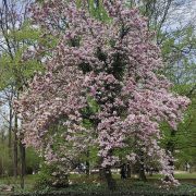 Magnolia Soulange’a – Magnolia × soulangeana