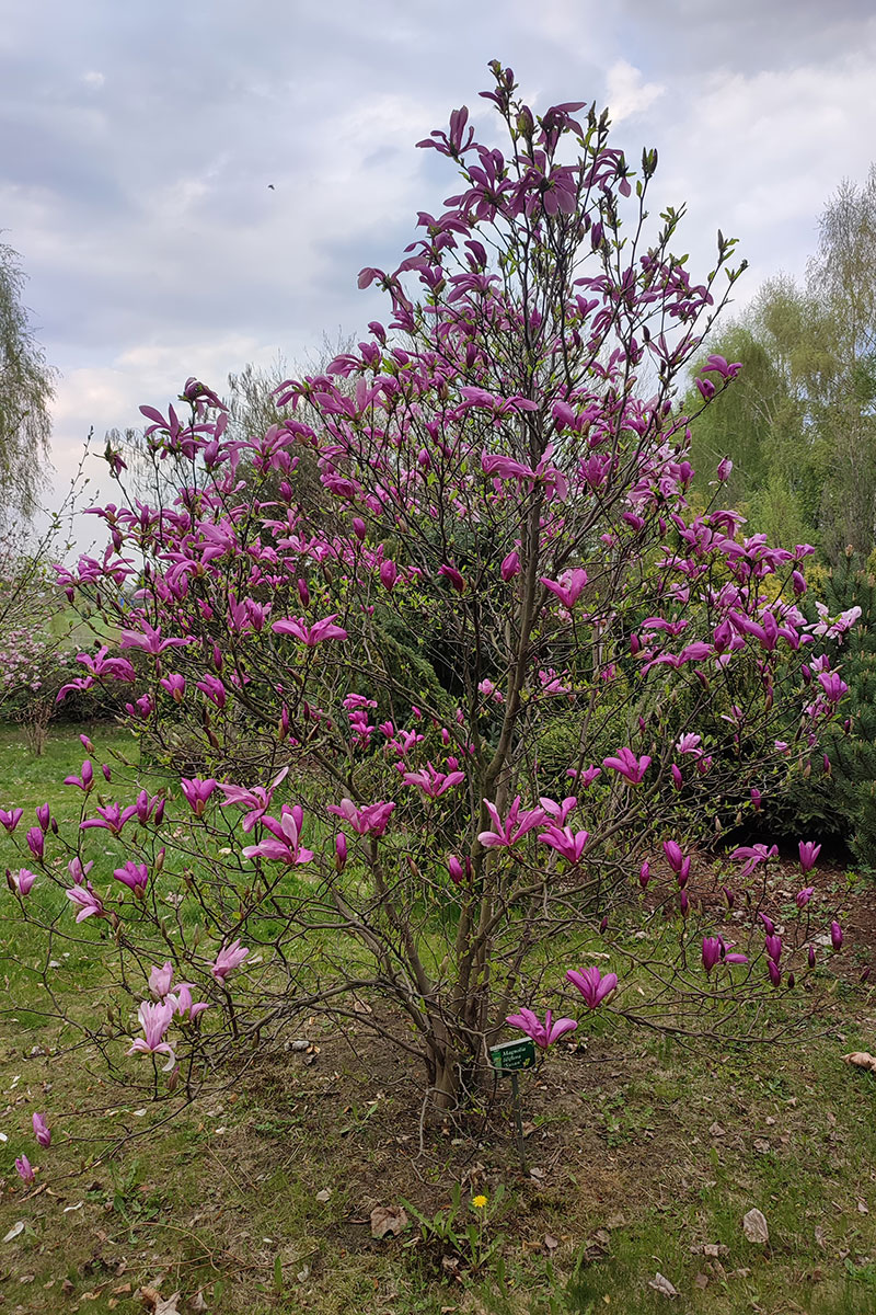 Magnolia 'Susan’ – Magnolia
