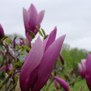 Magnolia 'Susan’ – Magnolia