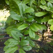 Magnolia gwiaździsta – Magnolia stellata