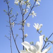 Magnolia gwiaździsta – Magnolia stellata