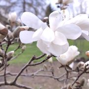Magnolia japońska – Magnolia kobus