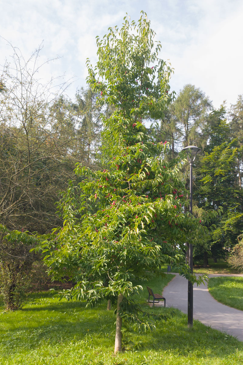 Magnolia japońska – Magnolia kobus