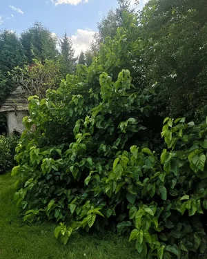 Morwa biała – Morus alba