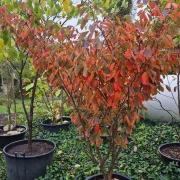 Oczar pośredni – Hamamelis ×intermedia