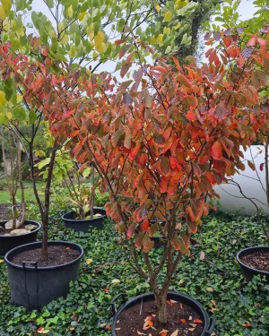 Oczar pośredni – Hamamelis ×intermedia