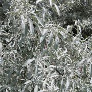 Oliwnik wąskolistny – Elaeagnus angustifolia
