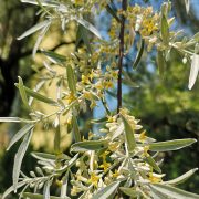 Oliwnik wąskolistny – Elaeagnus angustifolia