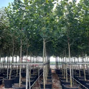 Platan klonolistny – Platanus x hispanica / x acerifolia