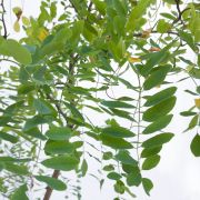 Robinia akacjowa – Robinia pseudoacacia