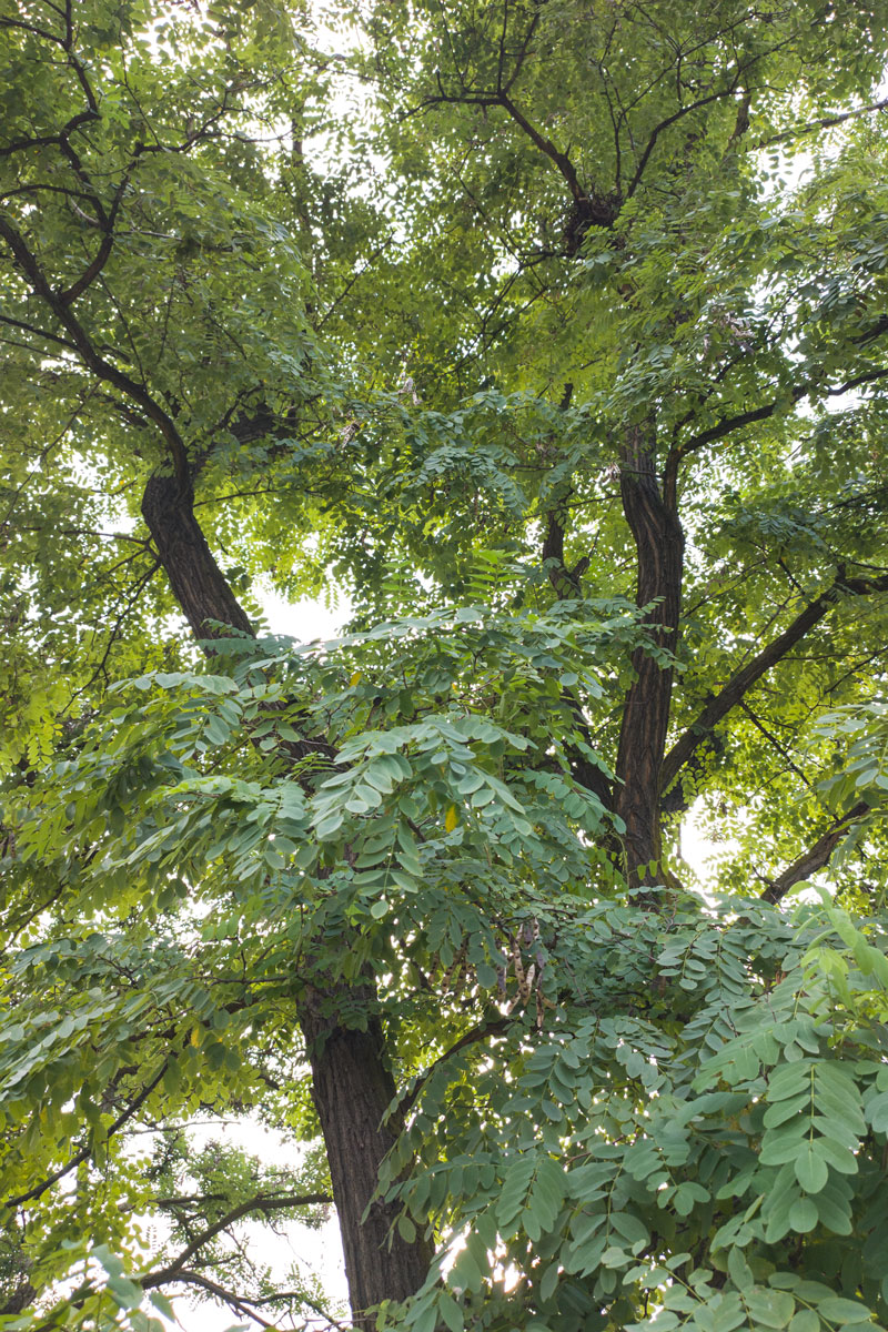 Robinia akacjowa – Robinia pseudoacacia