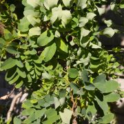 Robinia akacjowa 'Tortuosa’ – Robinia pseudoacacia
