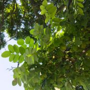 Robinia akacjowa *Kula* – Robinia pseudoacacia 'Umbraculifera’