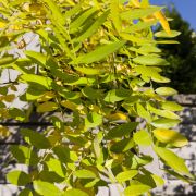 Robinia akacjowa *Kula* – Robinia pseudoacacia 'Umbraculifera’