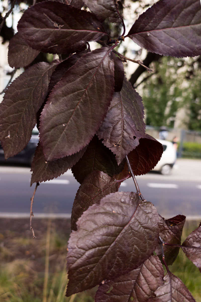 Śliwa wiśniowa 'Pissardi’  – Prunus cerasifera