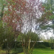 Śliwa wiśniowa 'Nigra’ – Prunus cerasifera