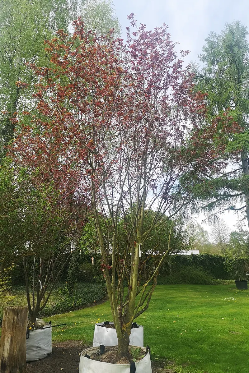 Śliwa wiśniowa 'Nigra’ – Prunus cerasifera